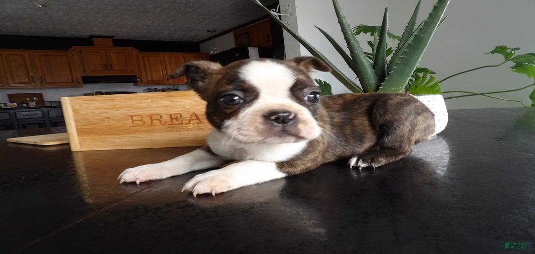 Gallery Image {{count}}