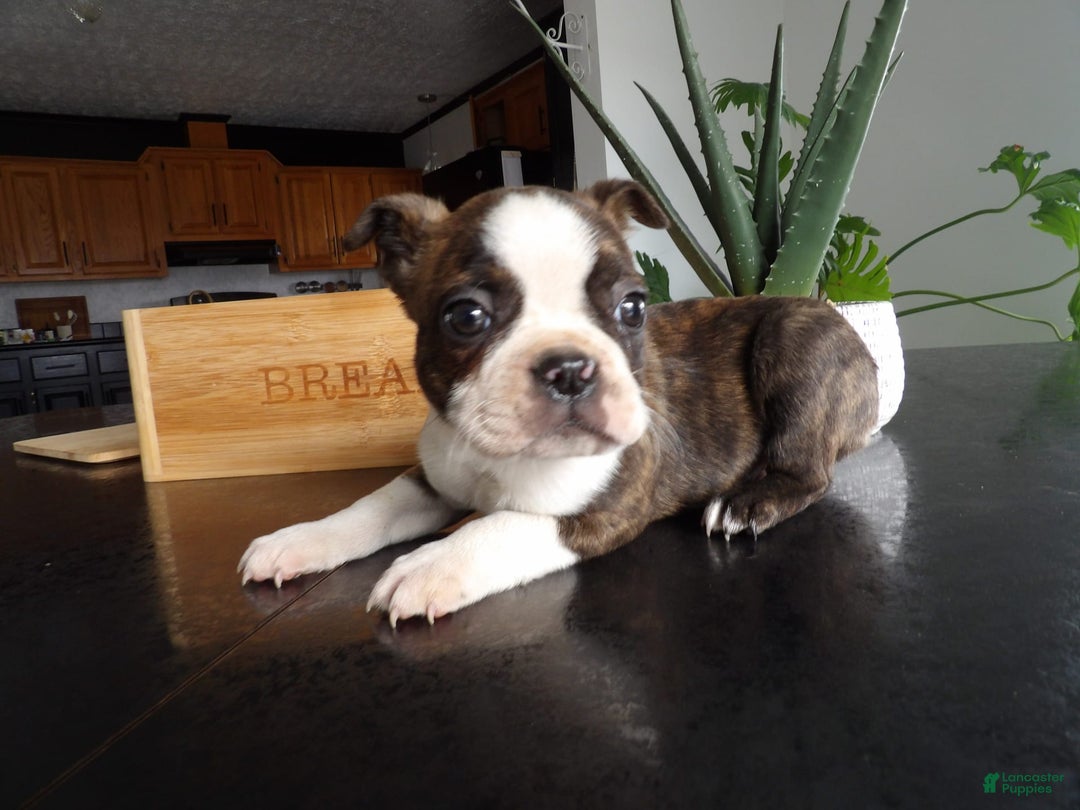 Gallery Image {{count}}