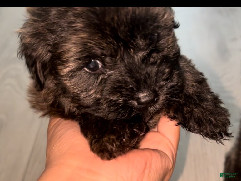 Maltipoo dogs Maltipoo Puppy 2 - Ad 2