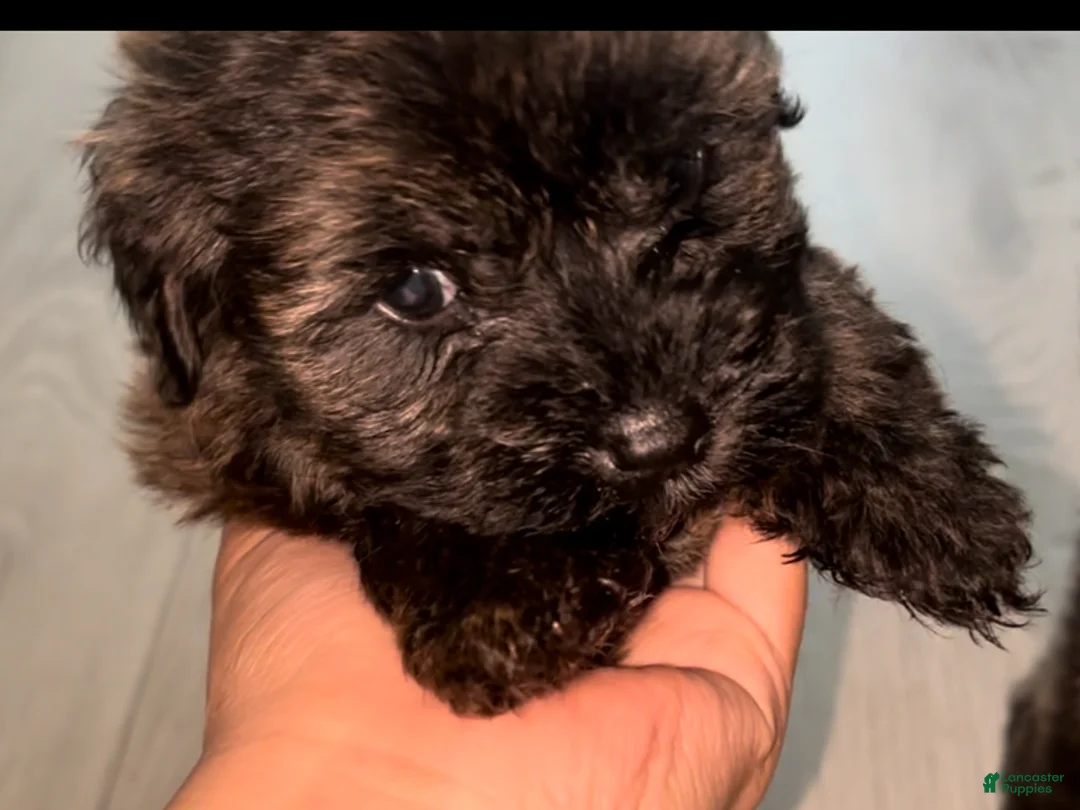 Maltipoo dogs for sale: Maltipoo Puppy 2 - Ad 1