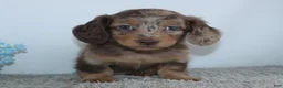 Miniature Dachshund dogs for sale: Lakota - Ad 4