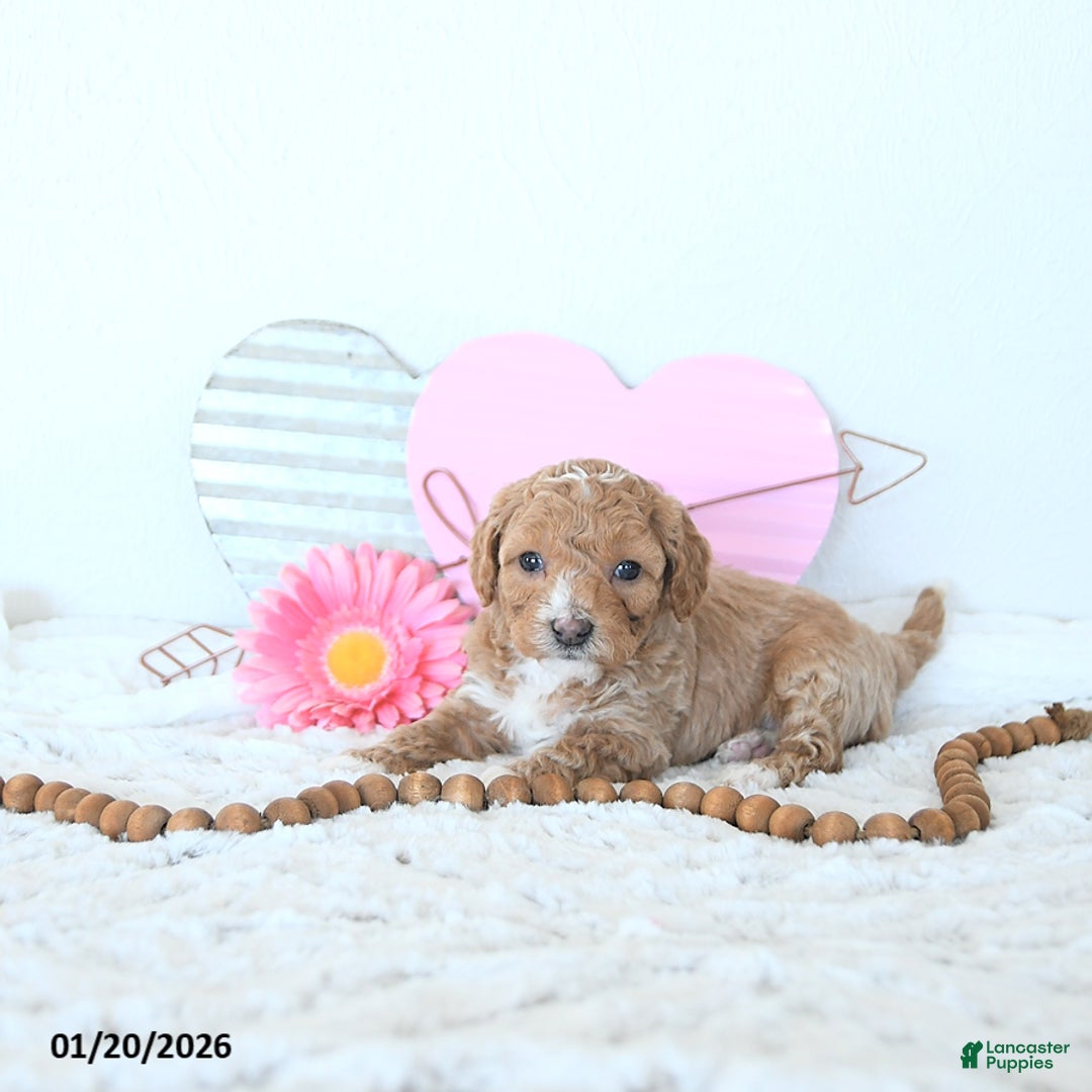 Mini Goldendoodle dogs for sale: Duncan - Ad 4