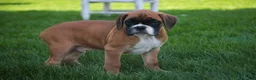 Boxer dogs for sale: Boaz - Ad 1