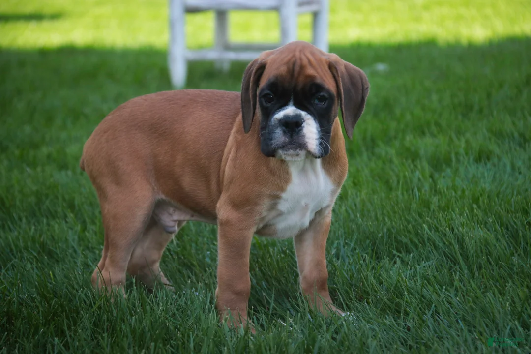 Boxer dogs for sale: Boaz - Ad 1