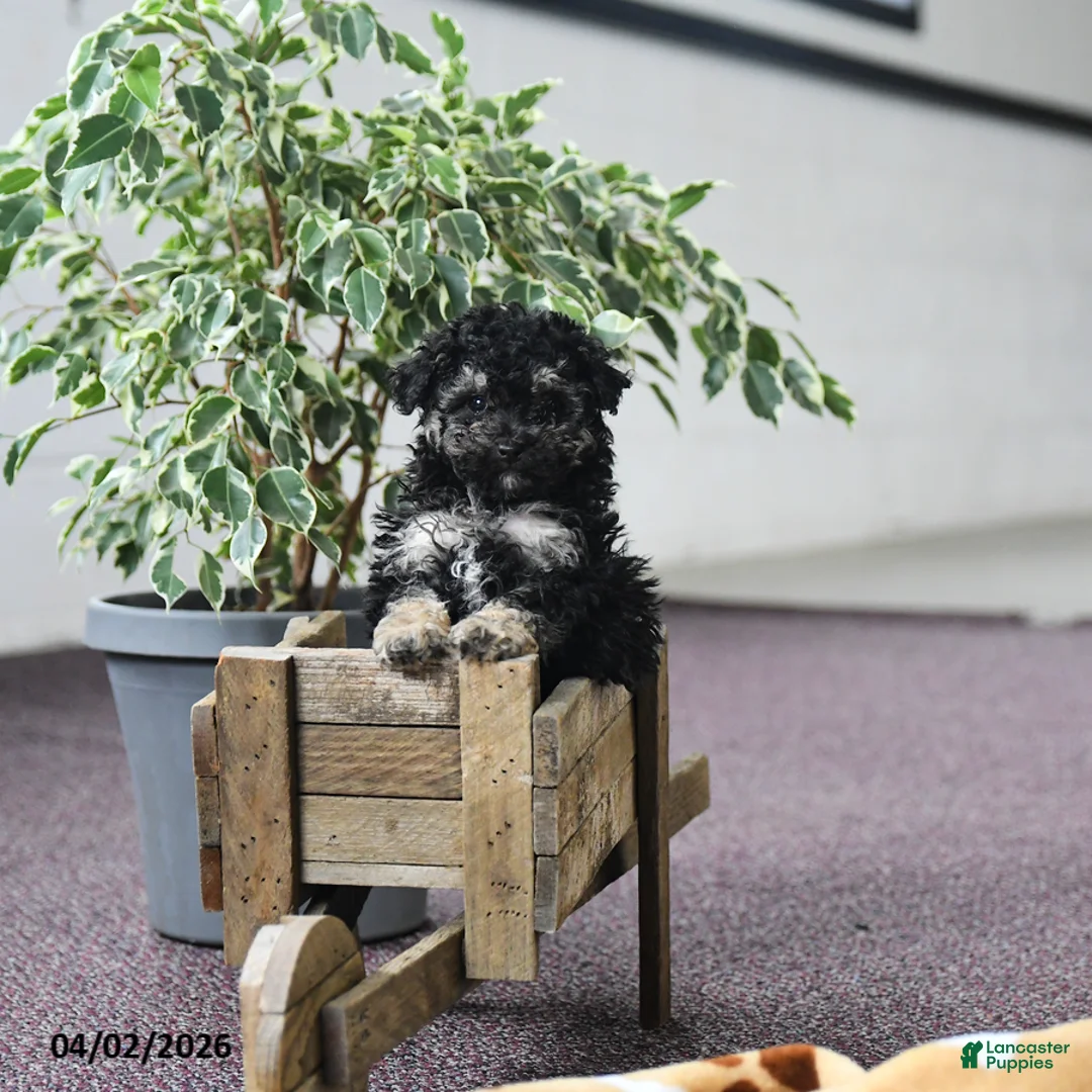 Toy Poodle dogs for sale: Viola  - Ad 2
