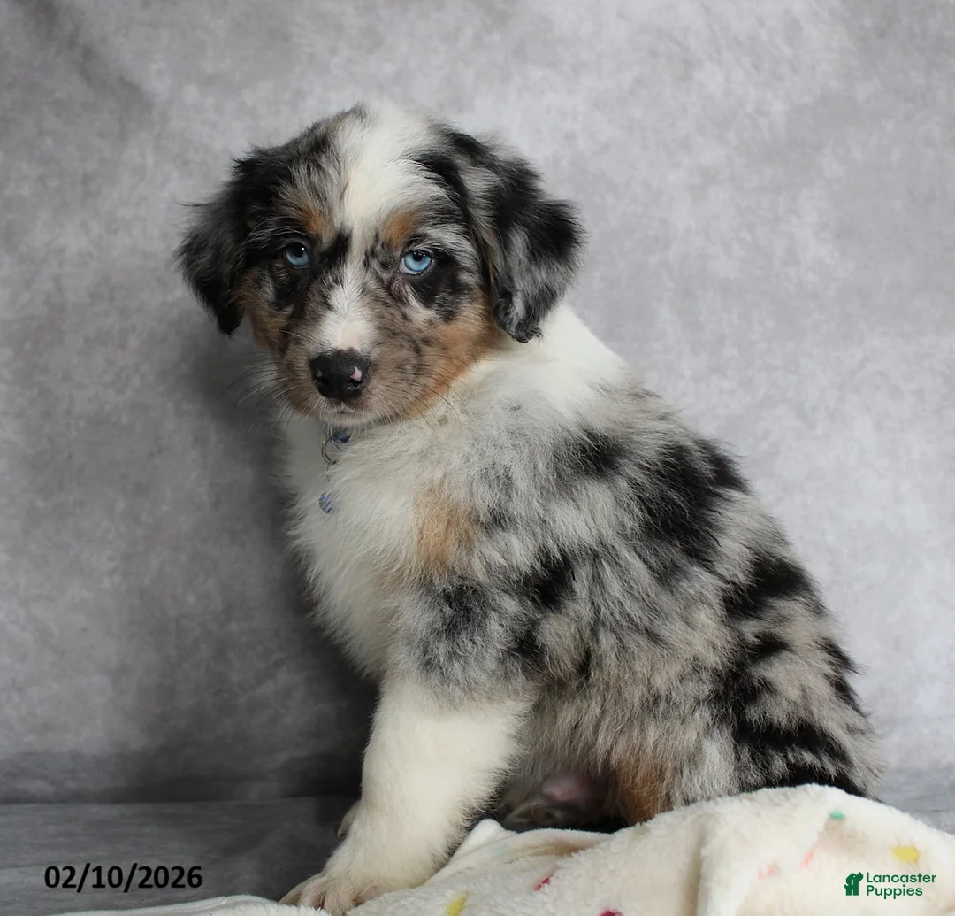Australian Shepherd dogs for sale: Blu  - Ad 7