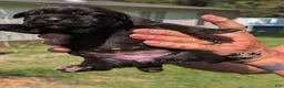 Cane Corso dogs for sale: Cane Corso 11 - Ad 12