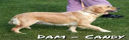 Golden Retriever dogs for sale: Gina - Ad 10