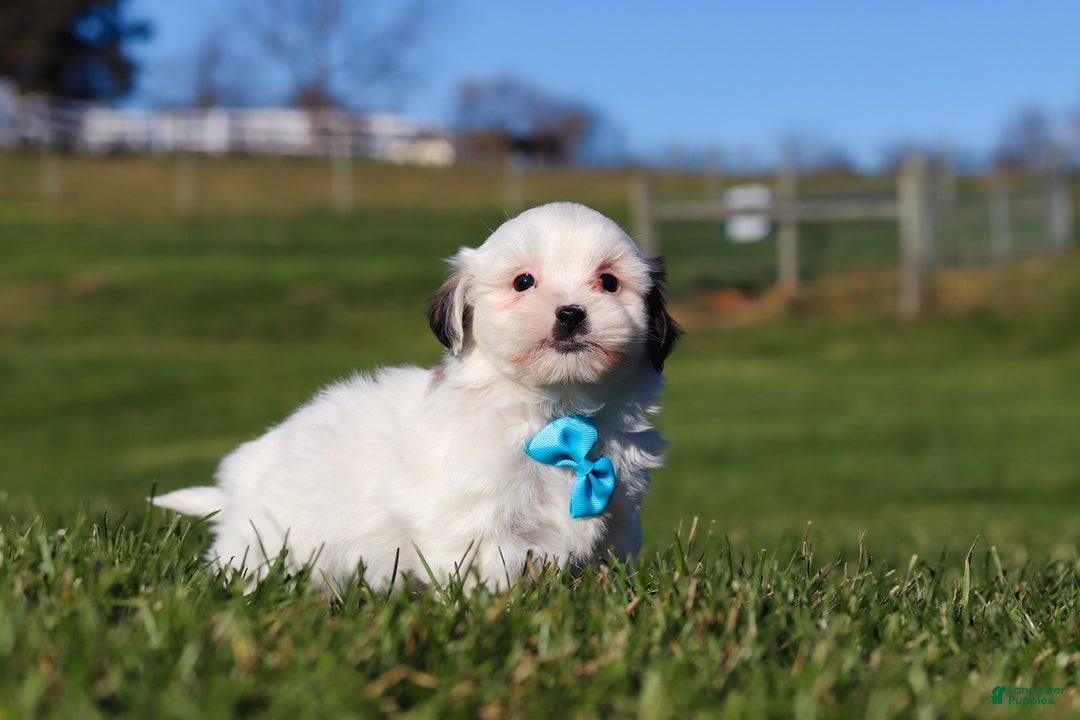 Shihpoo dogs for sale: Leo - Ad 4