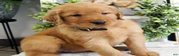 Golden Retriever dogs for sale: Zoe - Ad 3
