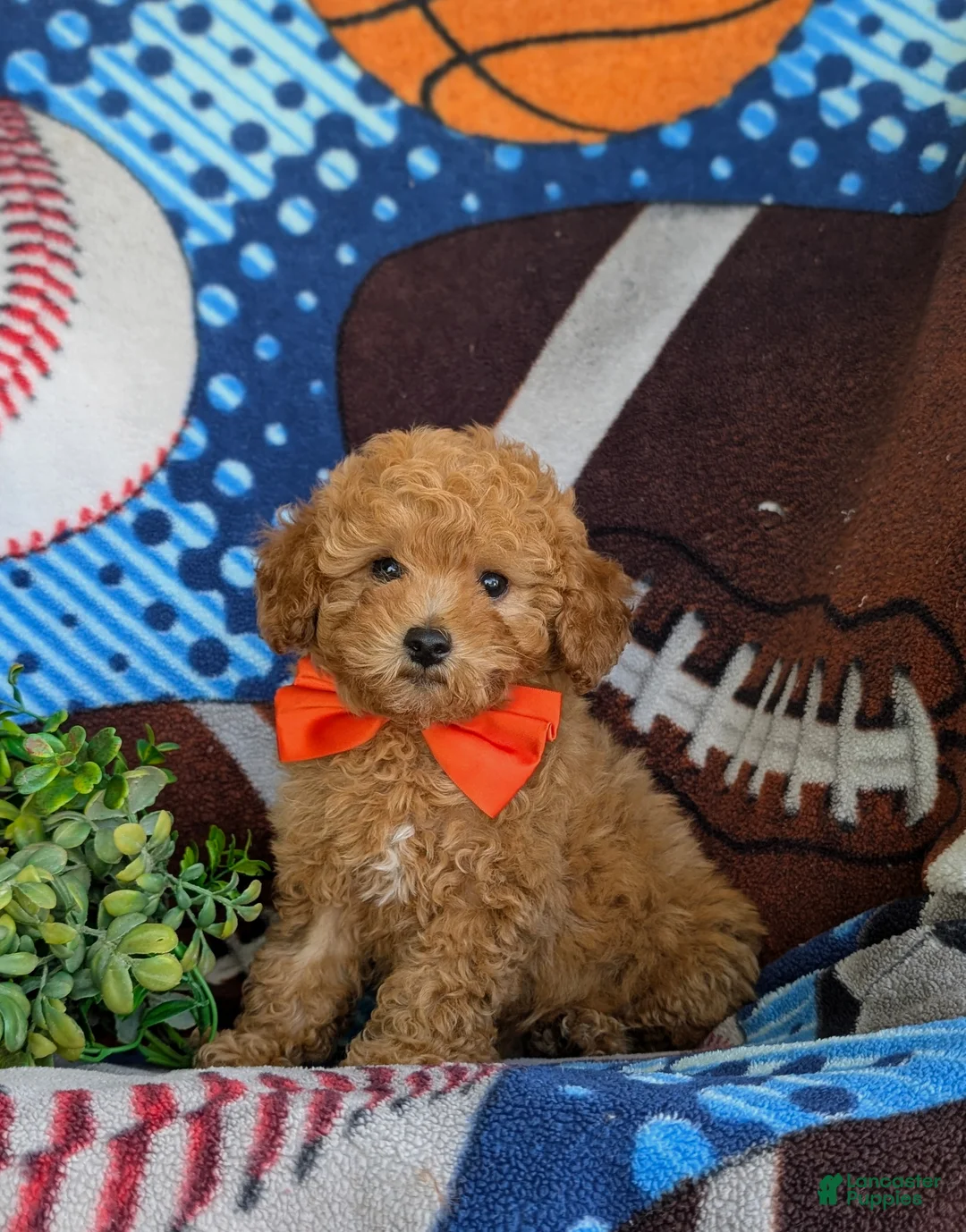 Toy Poodle dogs for sale: Norton 9 lbs Full Grown - Ad 2