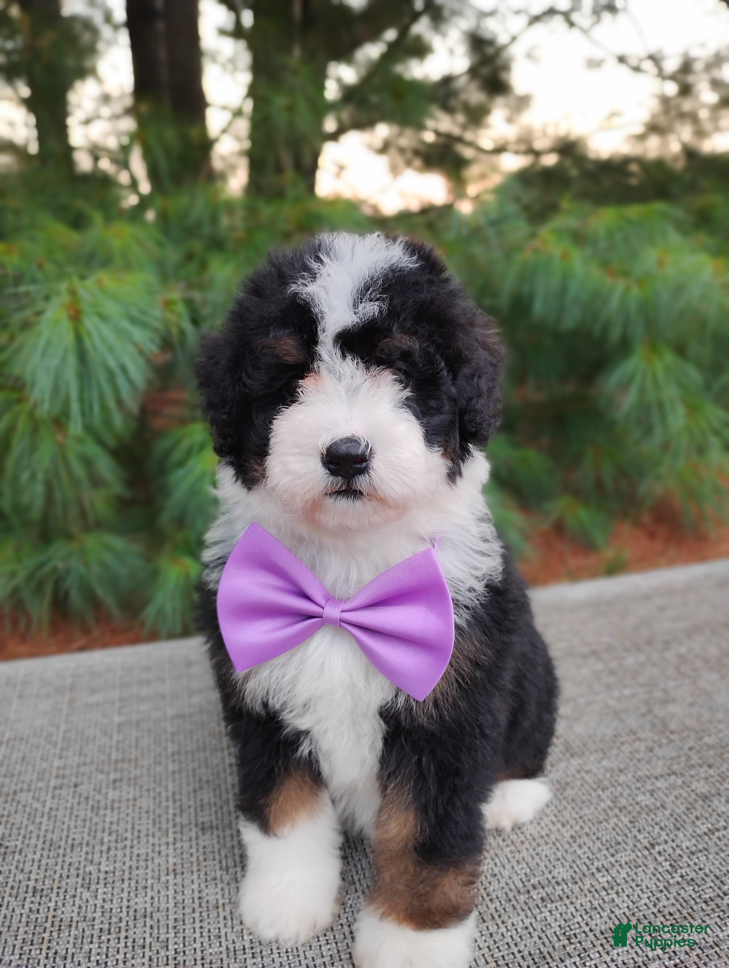 Bernedoodle dogs Bonbon - Ad 2