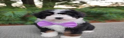 Bernedoodle dogs for sale: Bonbon - Ad 2
