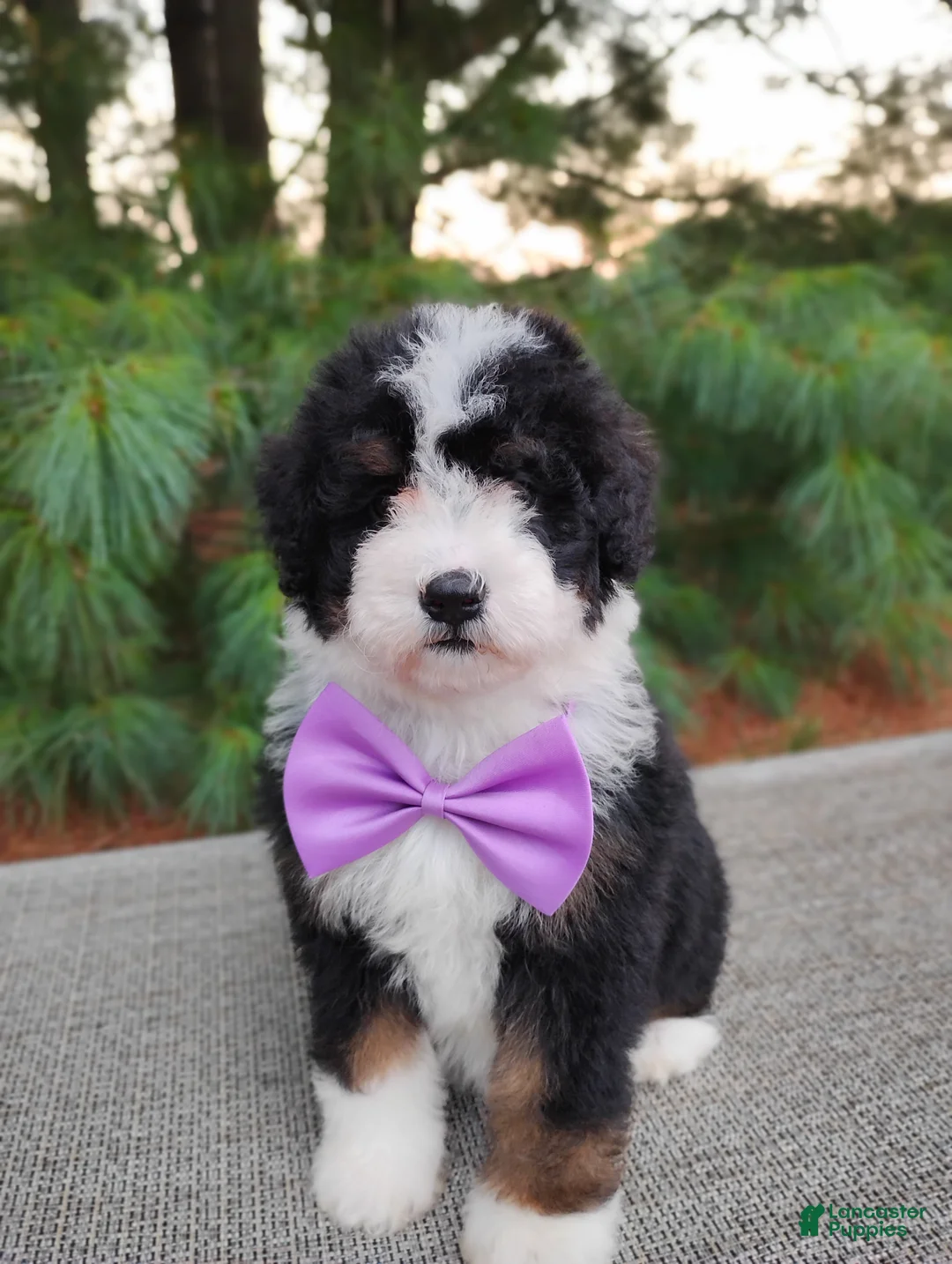 Bernedoodle dogs for sale: Bonbon - Ad 2