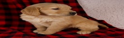 Golden Retriever dogs for sale: Tigger - Ad 5