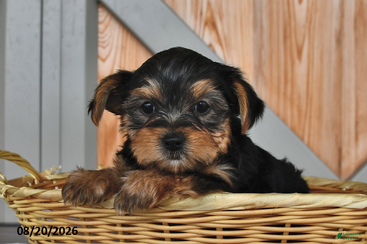 Mixed Breed dogs Adam - Ad 2