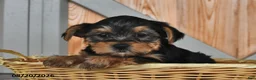 Mixed Breed dogs for sale: Adam - Ad 2