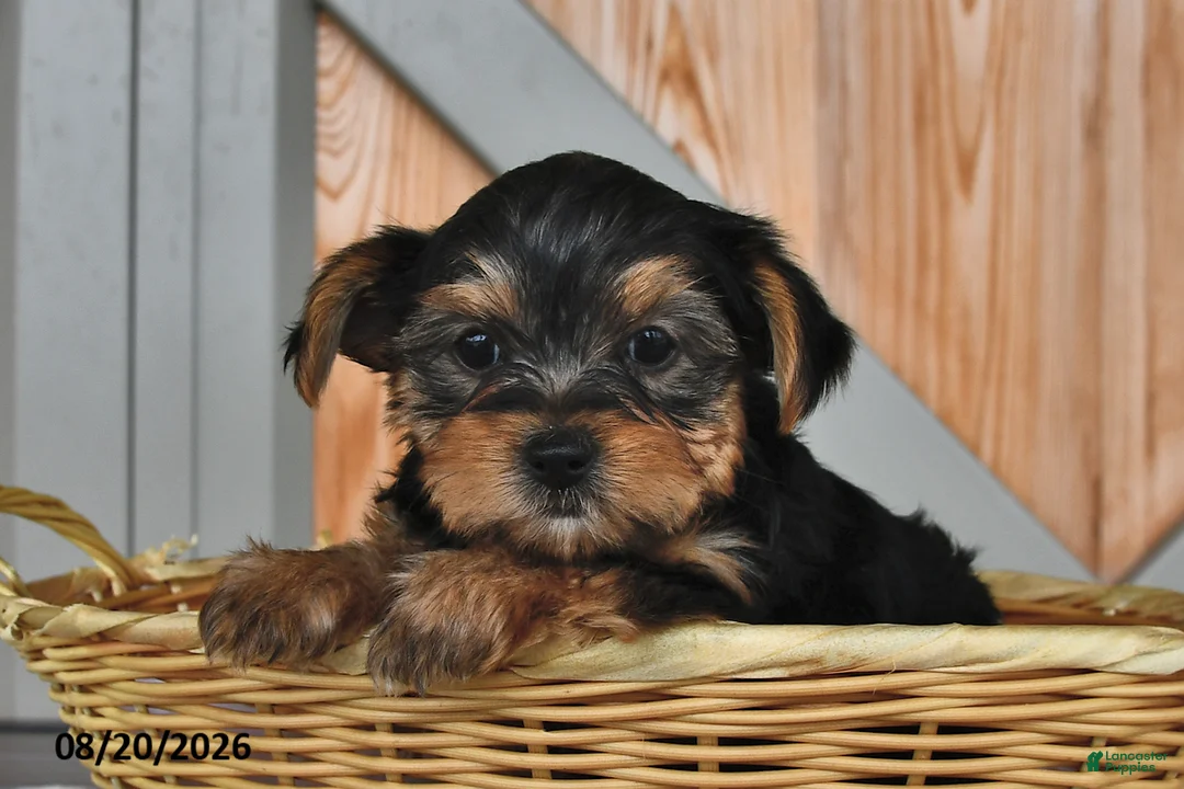 Mixed Breed dogs for sale: Adam - Ad 2