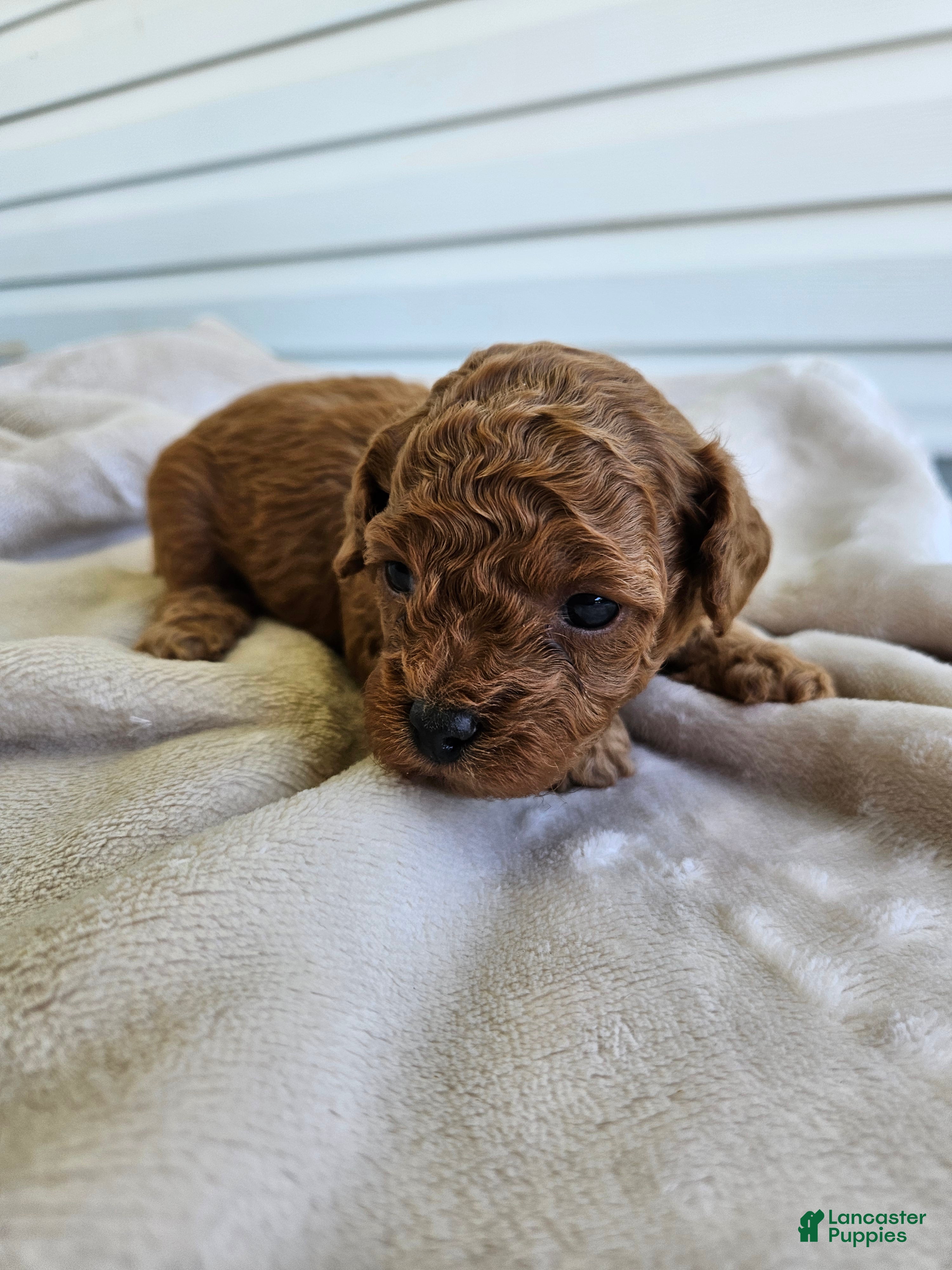 Bichpoo dogs Rosie - Ad 6