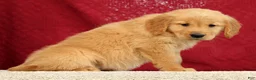 Golden Retriever dogs for sale: Jade - Ad 5