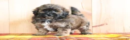 Shihpoo dogs for sale: Diesal - Ad 1