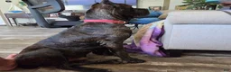 Cane Corso dogs for sale: Cane Corso 2 - Ad 20