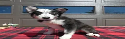 Mixed Breed dogs for sale: Australian Shepherd Puppy 4 Spook - Ad 3