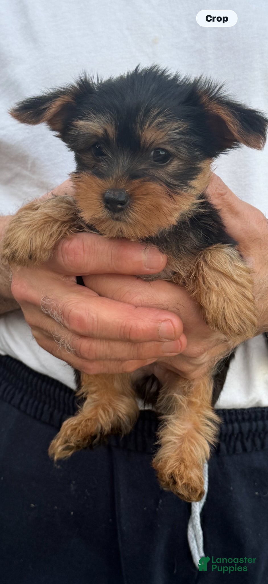 Yorkshire Terrier dogs Yorkshire Terrier Puppy 1 - Ad 1