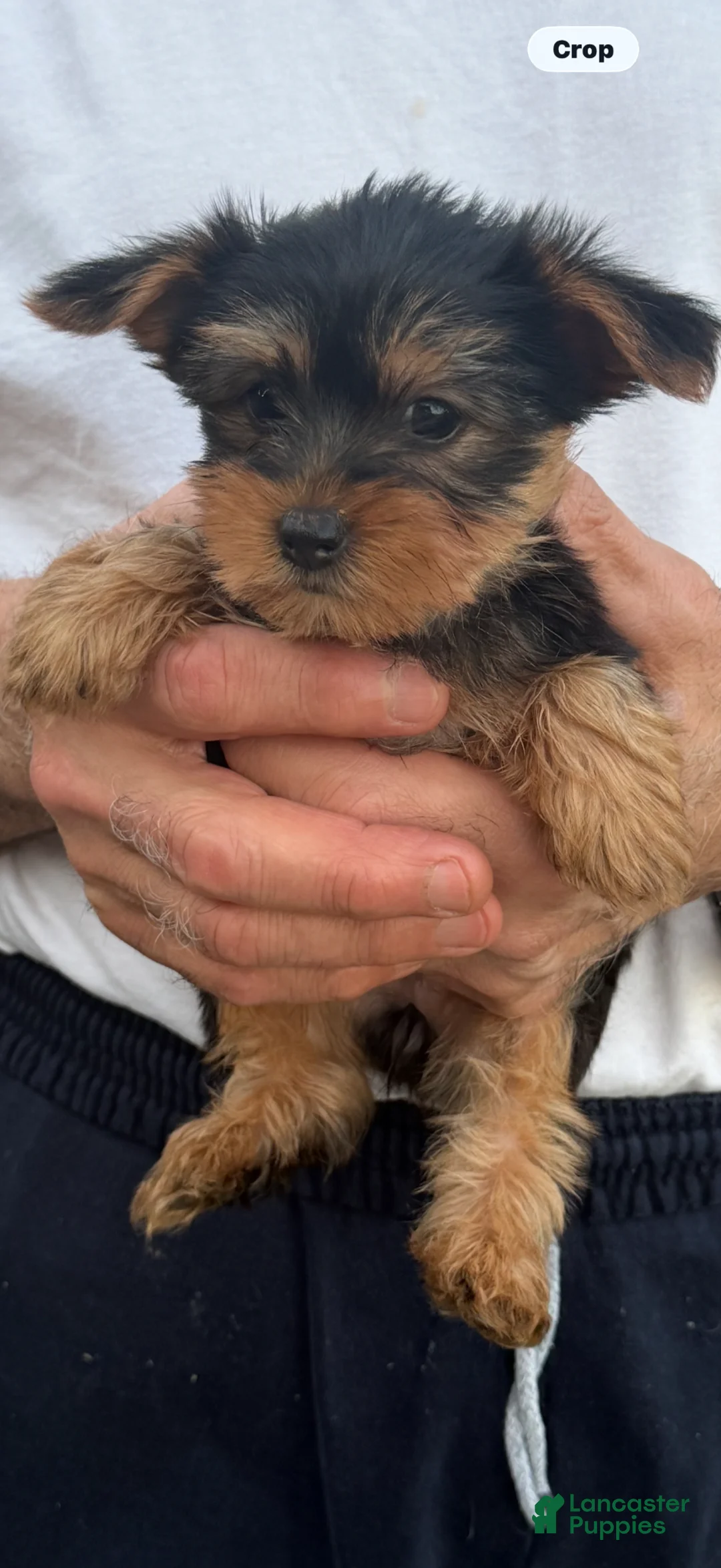 Yorkshire Terrier dogs for sale: Yorkshire Terrier Puppy 1 - Ad 1