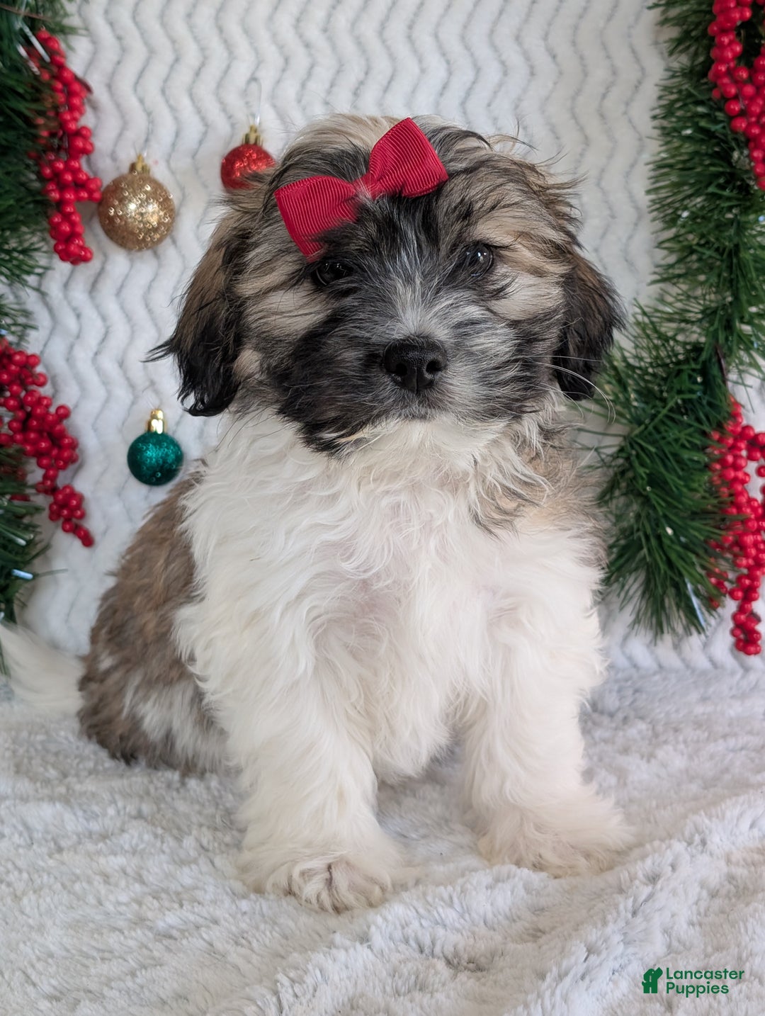 Teddy Bear dogs for sale: Loki - Ad 11