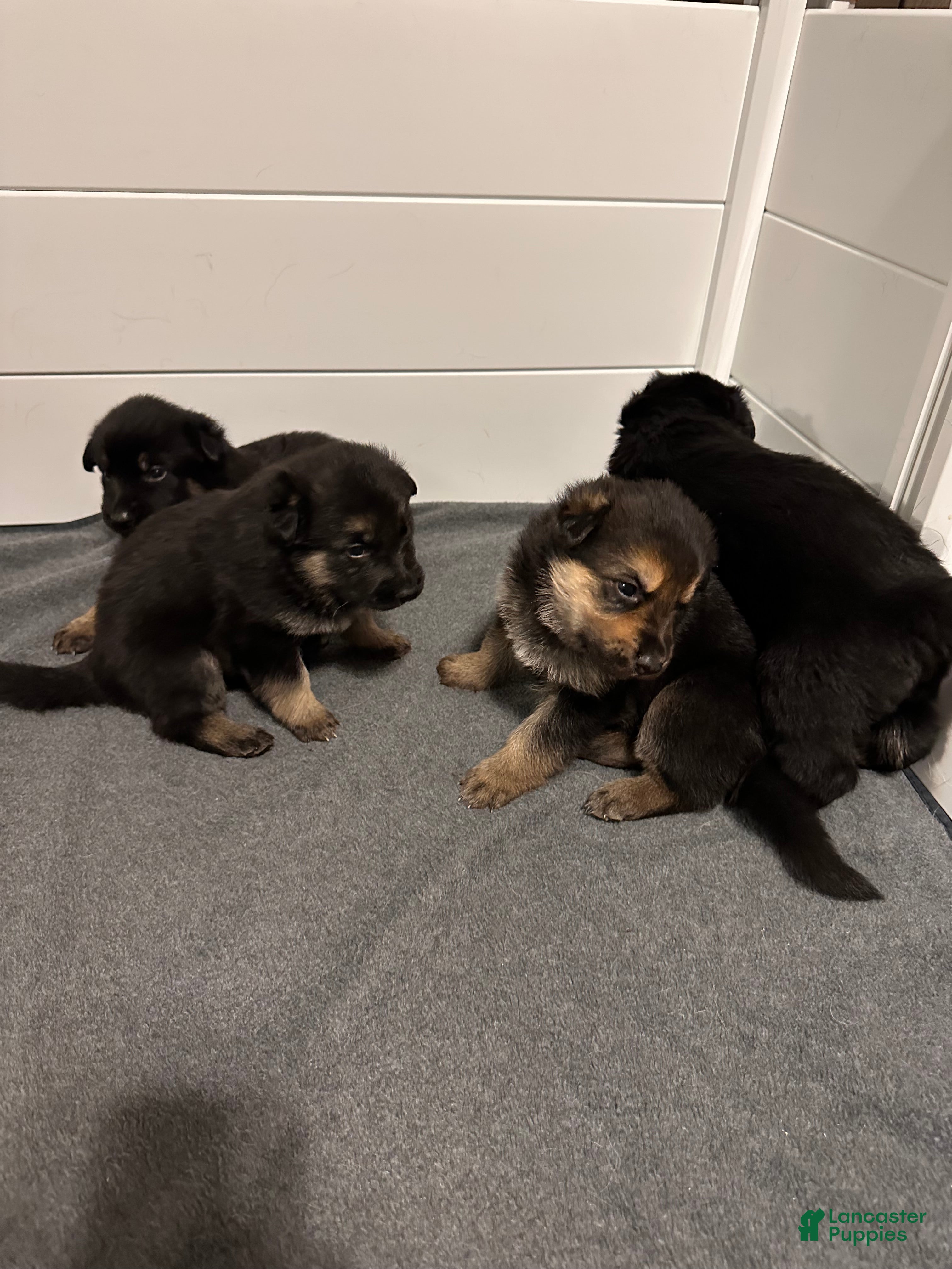 German Shepherd dogs for sale: German Shepherd Puppy 4 - Ad 1