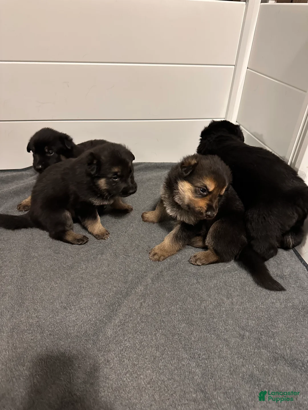 German Shepherd dogs for sale: German Shepherd Puppy 4 - Ad 1