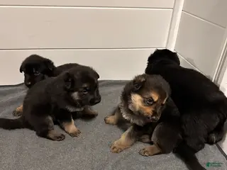 German Shepherd dogs for sale: German Shepherd Puppy 4 - Ad 1