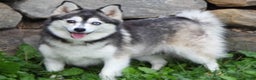 Pomsky dogs for sale: Sparky - Ad 9