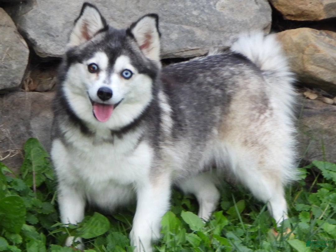 Pomsky dogs for sale: Sparky - Ad 9