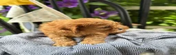 Cavapoo dogs for sale: Jinger - Ad 11