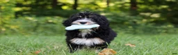 Mini Bernedoodle dogs for sale: Phoebe - Ad 12