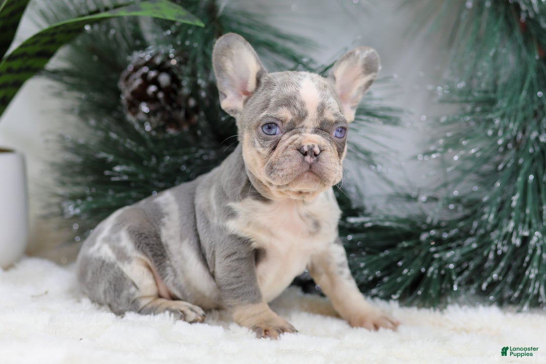 French Bulldog dogs for sale: Filo - Ad 9