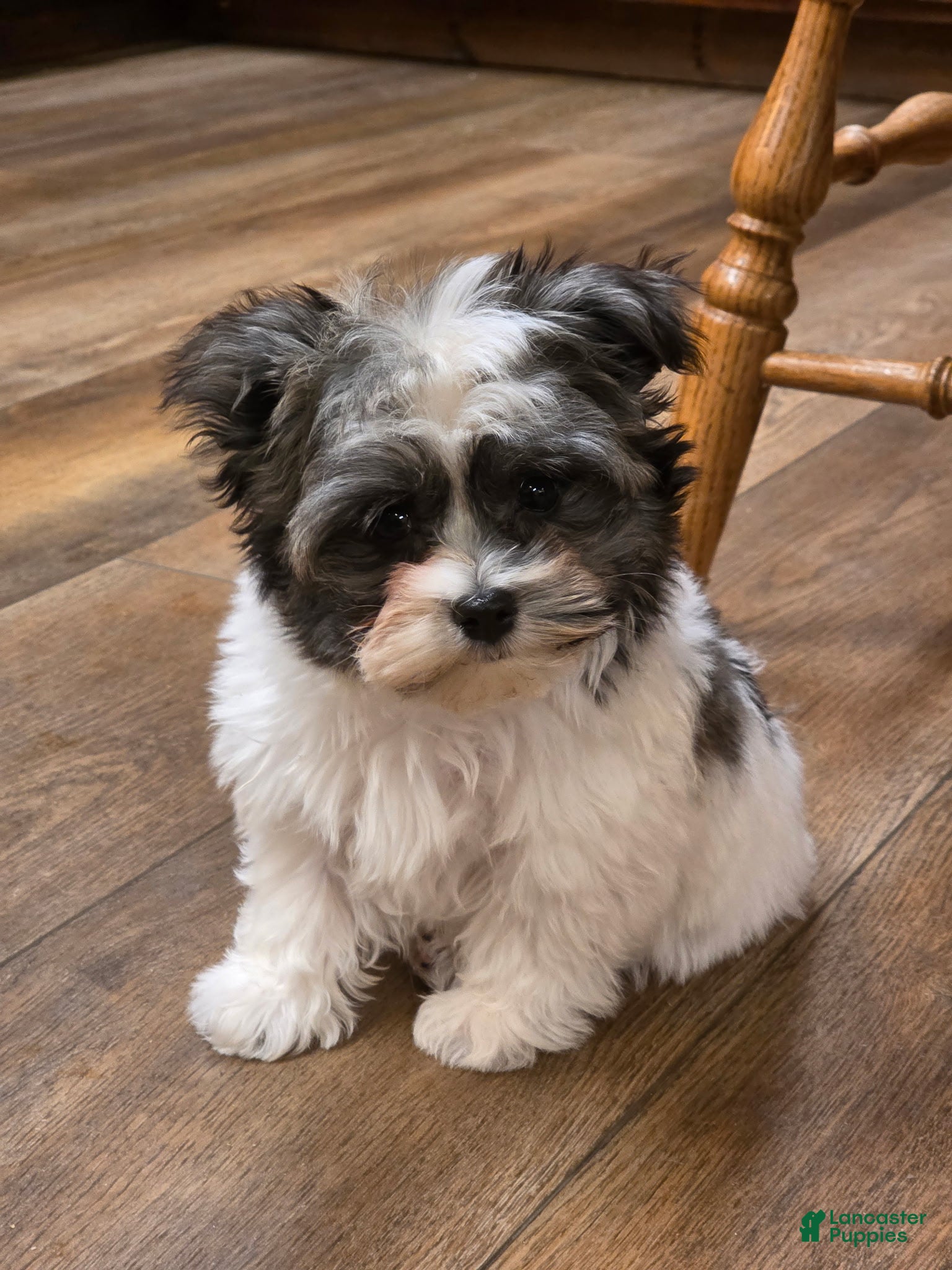 Havanese dogs Tin Tin - Ad 16