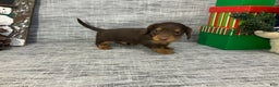 Miniature Dachshund dogs for sale: Nick - Ad 8