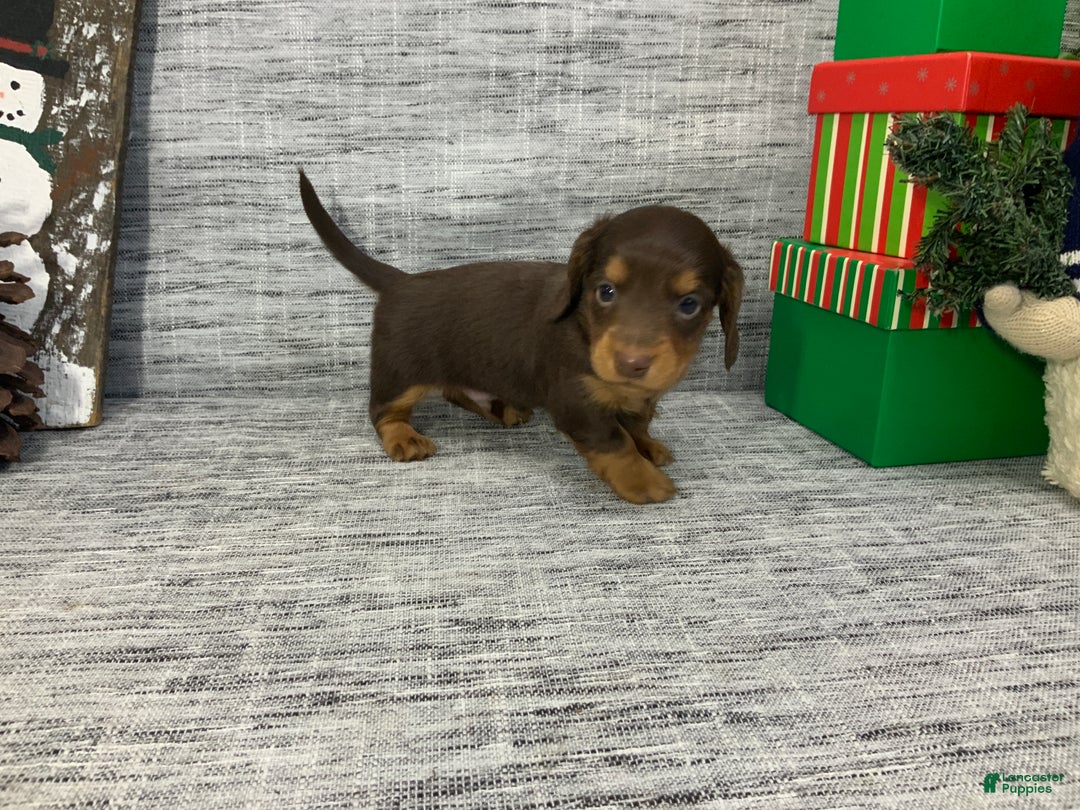 Miniature Dachshund dogs for sale: Nick - Ad 8