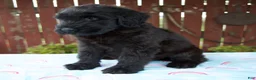 Giant Schnauzer dogs for sale: Layla - Ad 3