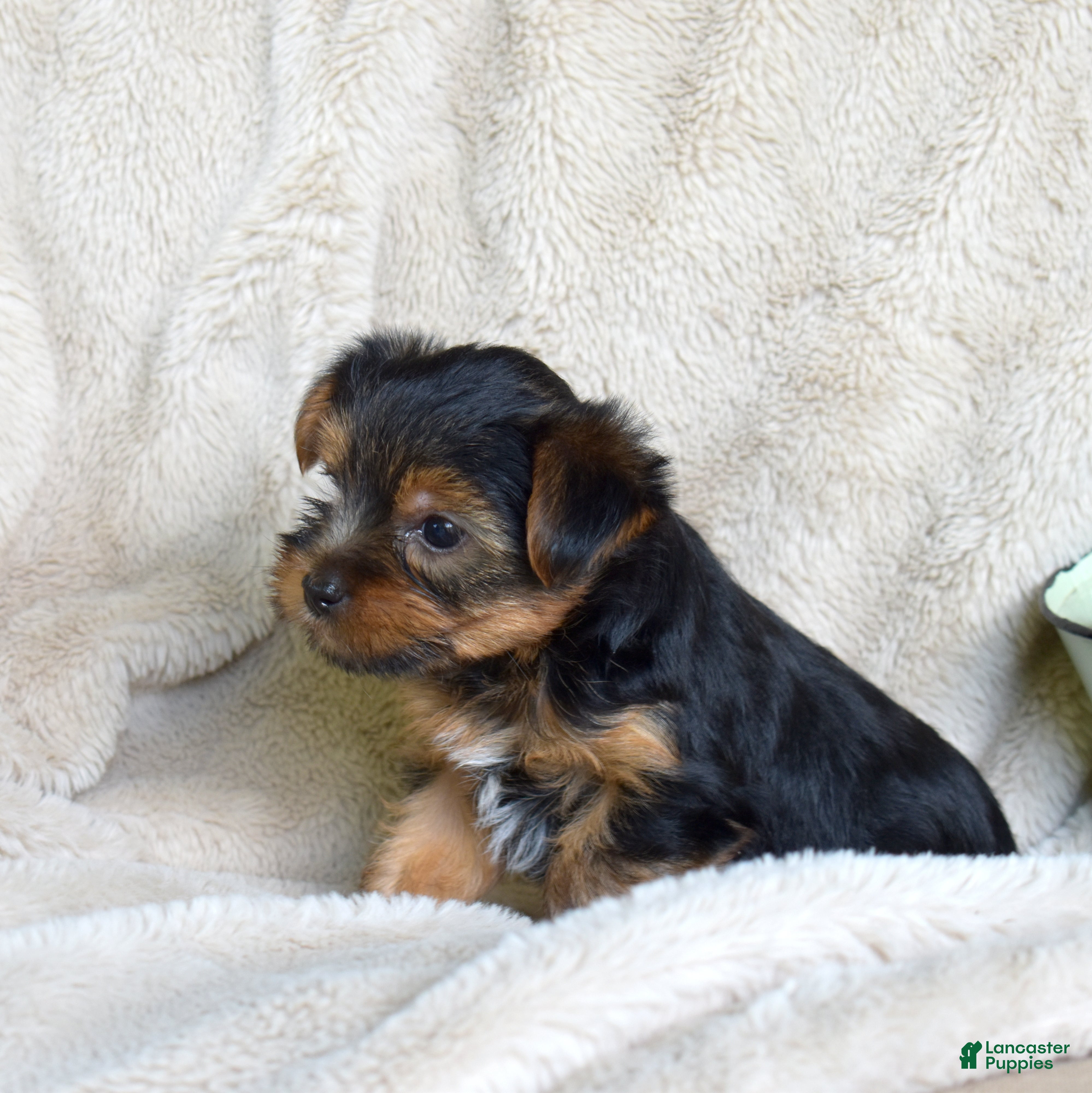 Yorkshire Terrier dogs Pluto - Ad 2