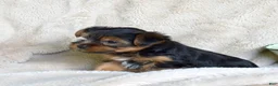Yorkshire Terrier dogs for sale: Pluto - Ad 2