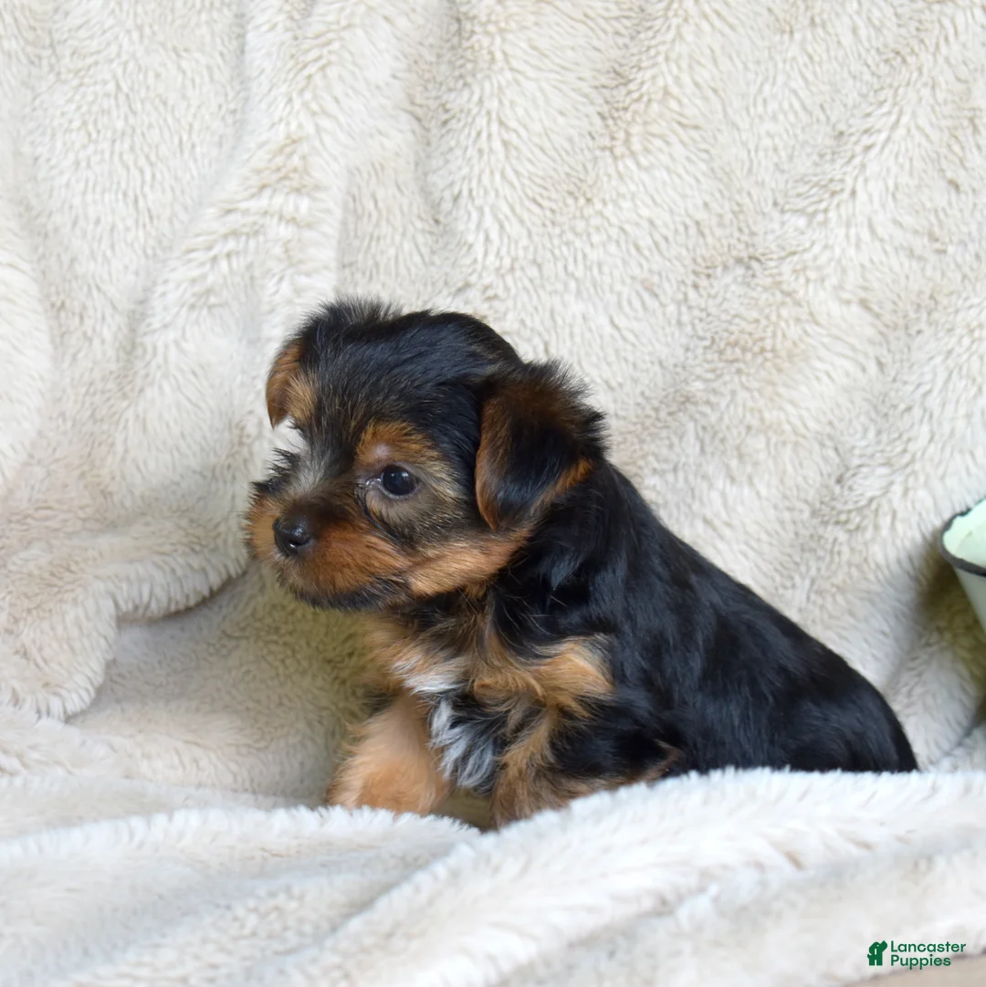 Yorkshire Terrier dogs for sale: Pluto - Ad 2