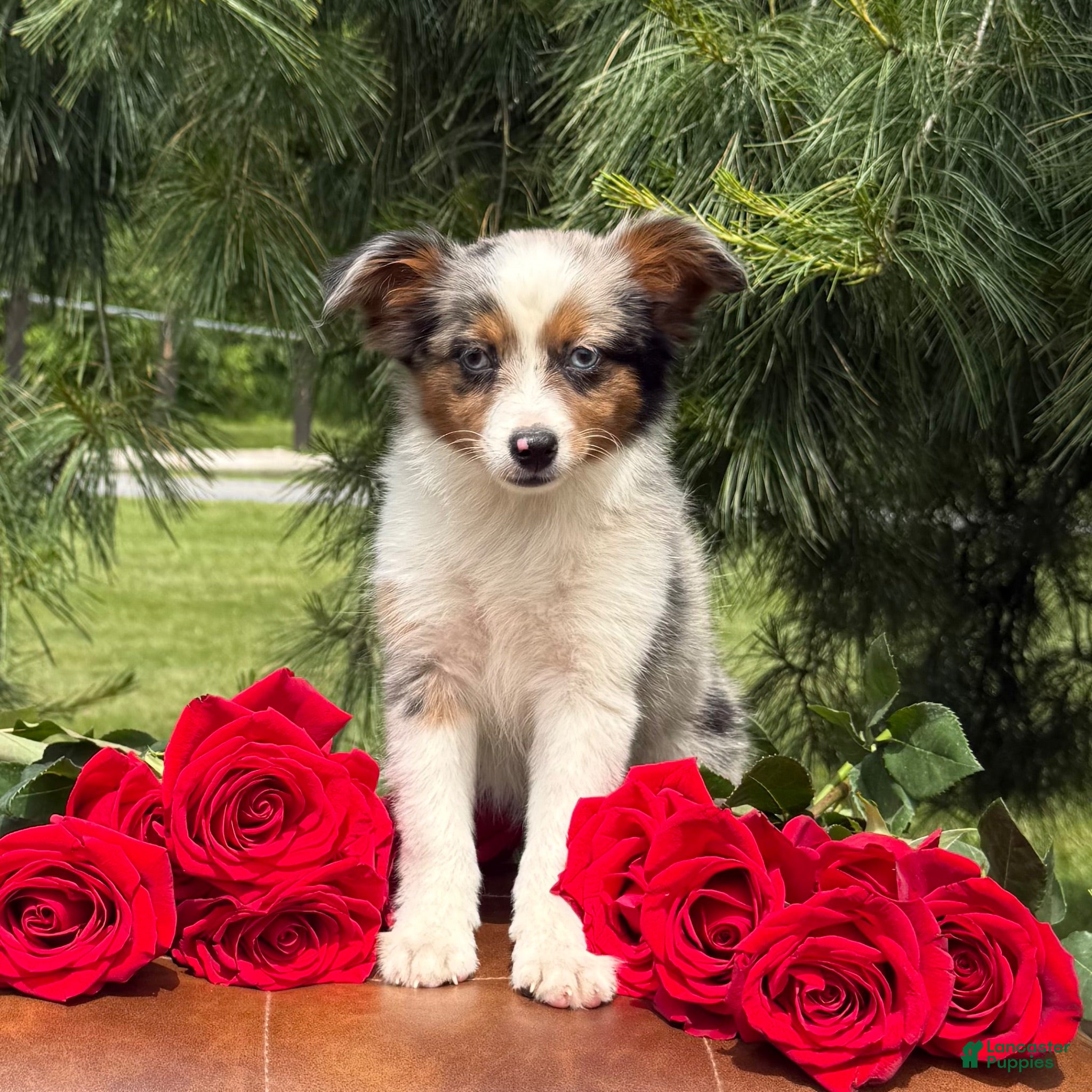 Toy Australian Shepherd dogs Mia - Ad 2