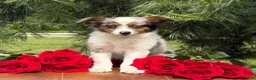 Toy Australian Shepherd dogs for sale: Mia - Ad 2