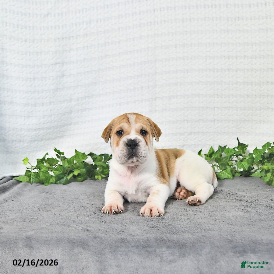 Mini Hippo dogs Jayla - Ad 1