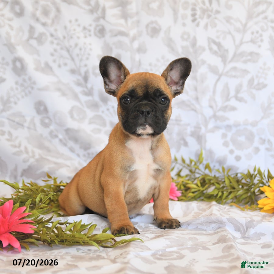 Frenchton dogs Daylon - Ad 1