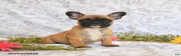 Frenchton dogs for sale: Daylon - Ad 1
